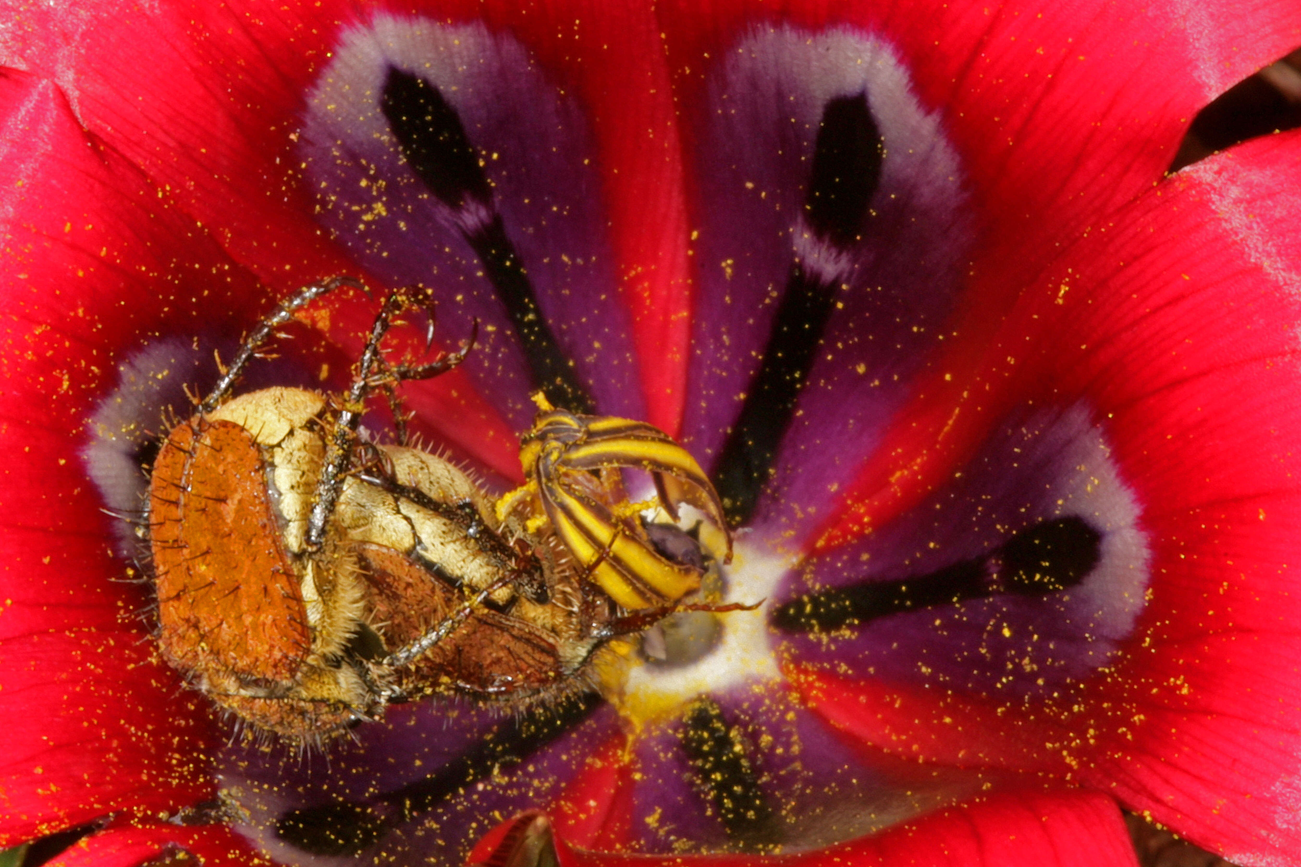 Image of Romulea monadelpha (Sweet ex Steud.) Baker