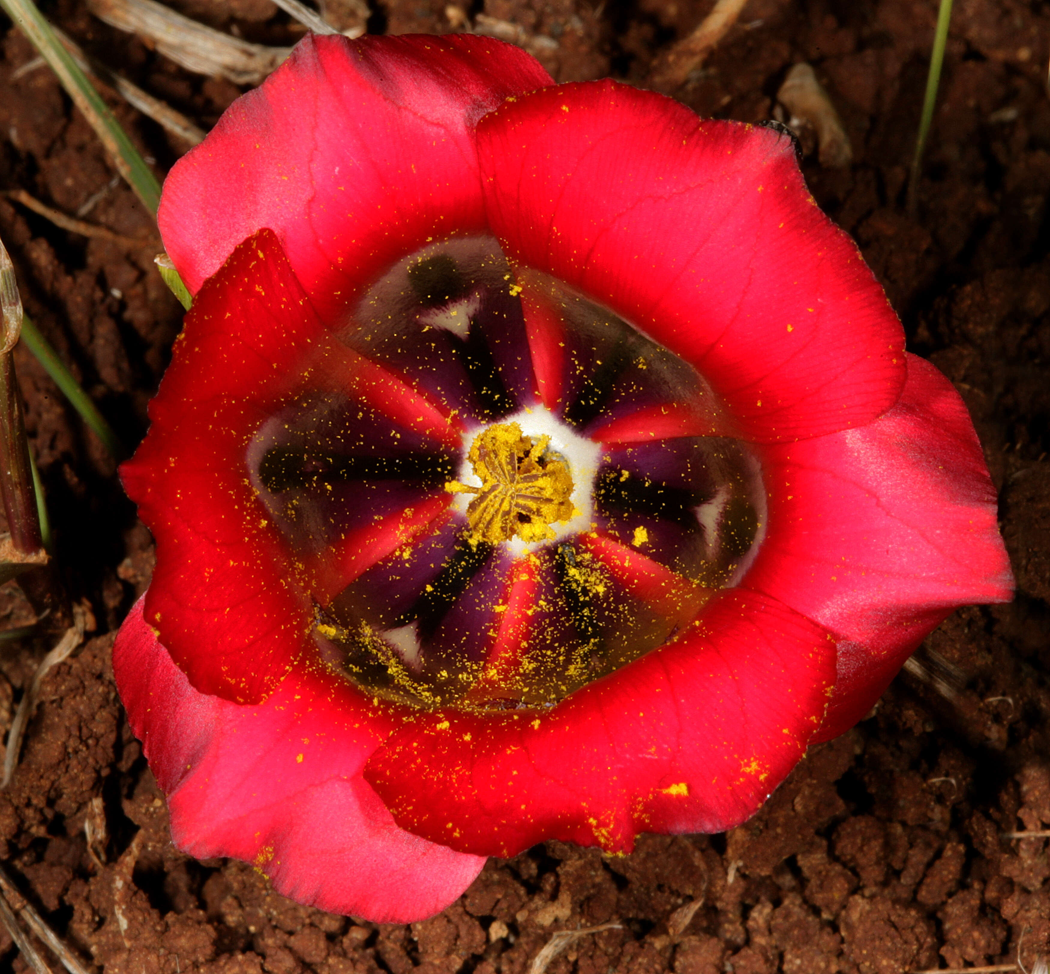 Image of Romulea monadelpha (Sweet ex Steud.) Baker