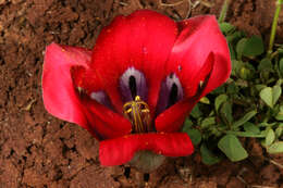 Image of Romulea monadelpha (Sweet ex Steud.) Baker