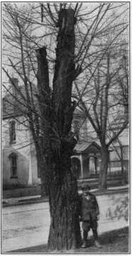 Image of black locust