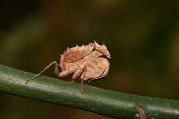 Image of Hestiasula brunneriana Saussure 1871