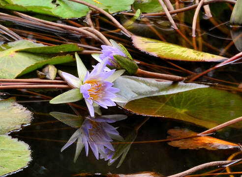 Image of Cape Blue Water-Lily