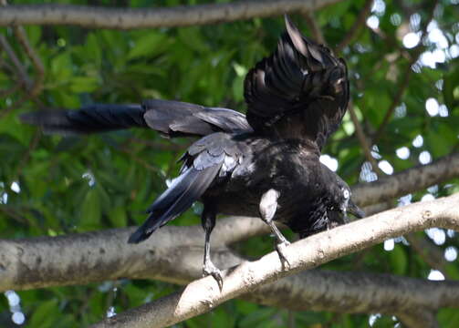 Imagem de Corvus coronoides Vigors & Horsfield 1827