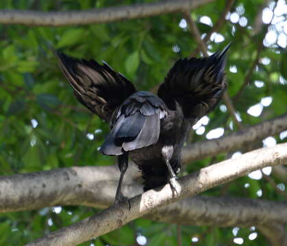 Слика од Corvus coronoides Vigors & Horsfield 1827