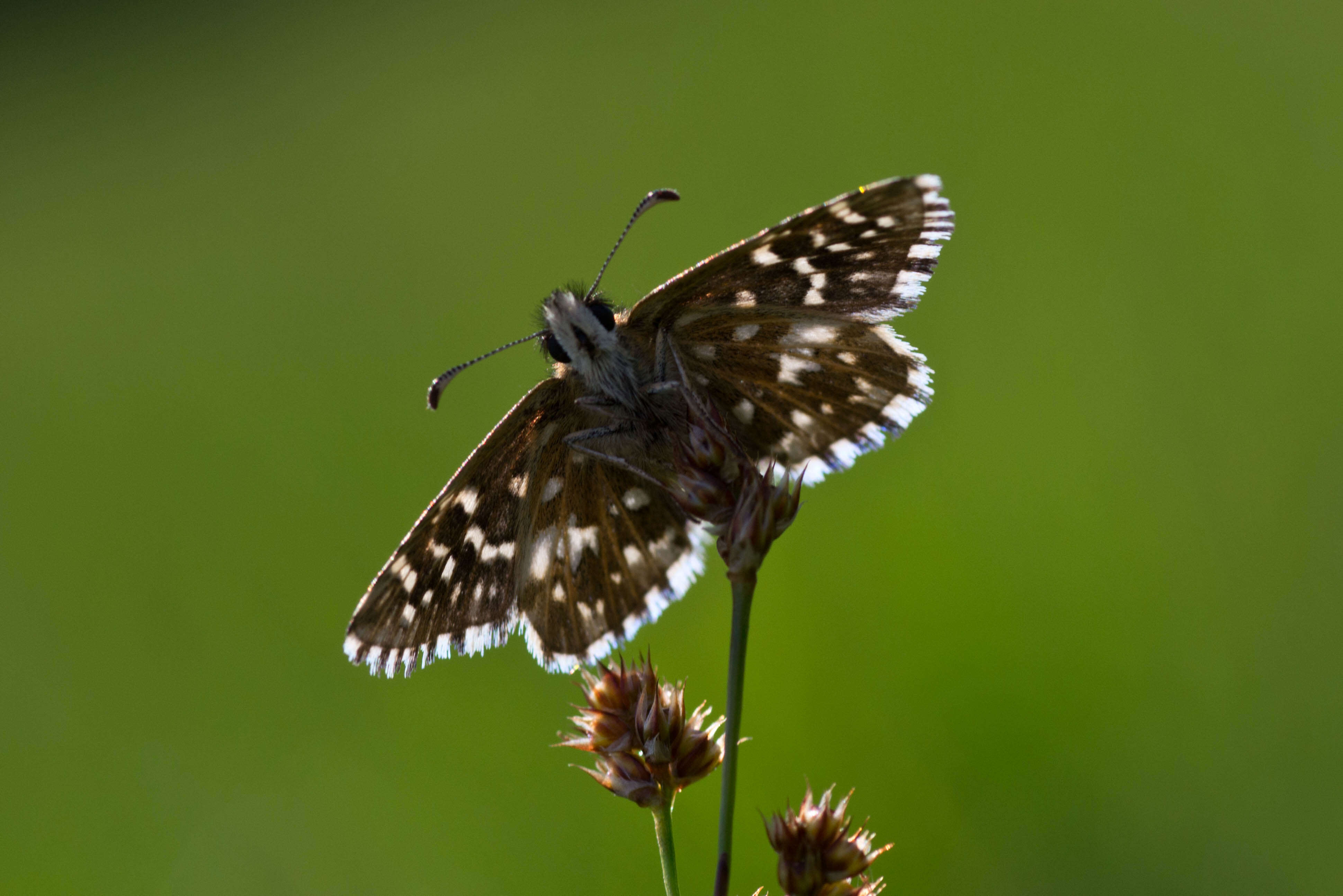 Imagem de Pyrgus malvae Linnaeus 1758