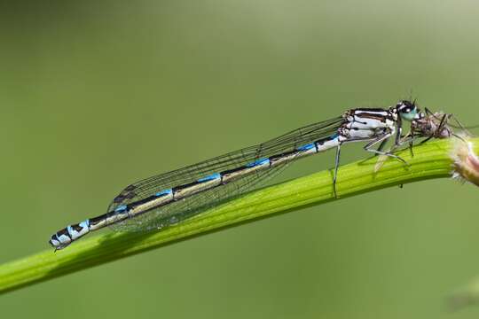 Image of Variable Bluet