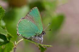 Plancia ëd Callophrys rubi (Linnaeus 1758)