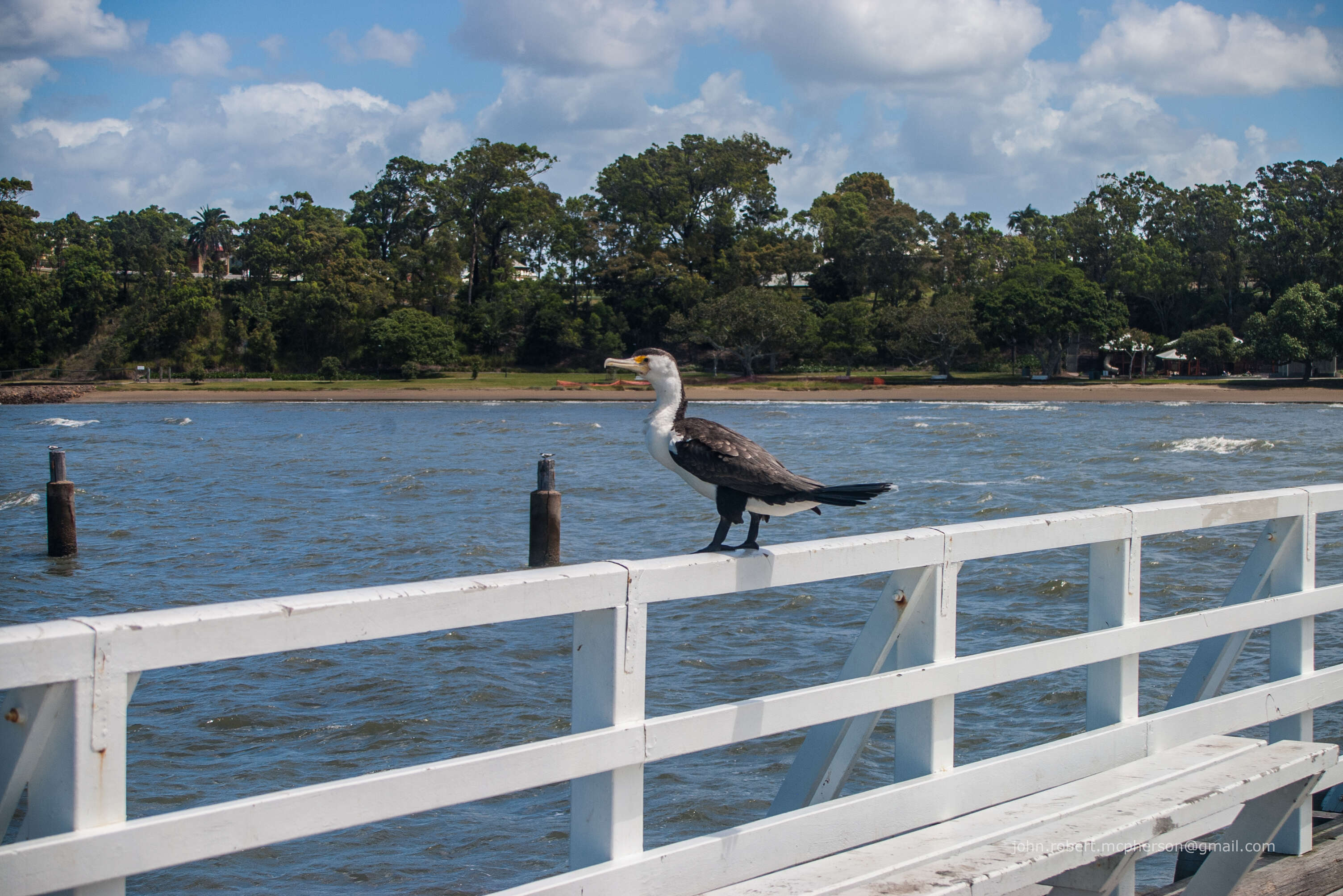 Image of Australian Pied Cormorant