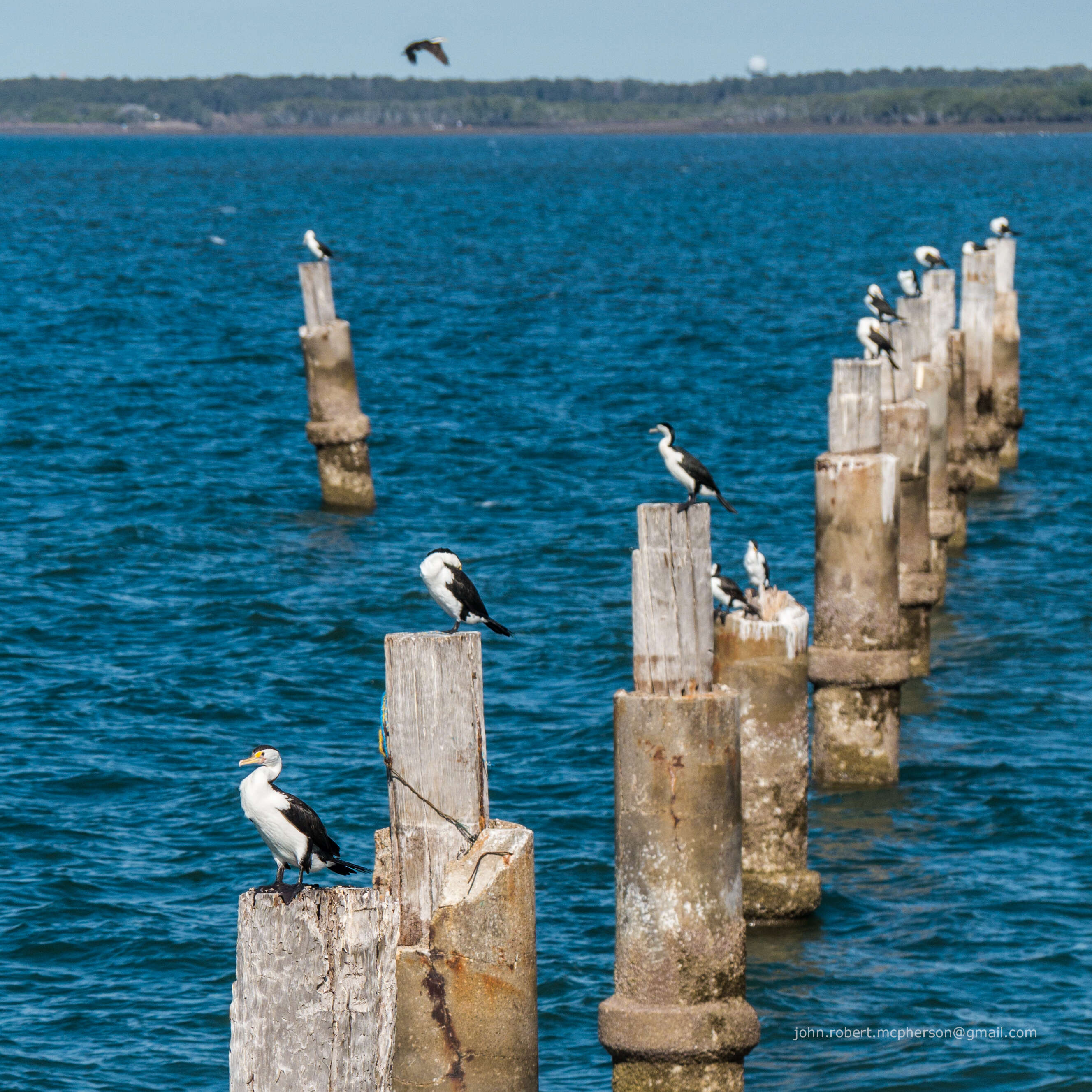 Image of Australian Pied Cormorant