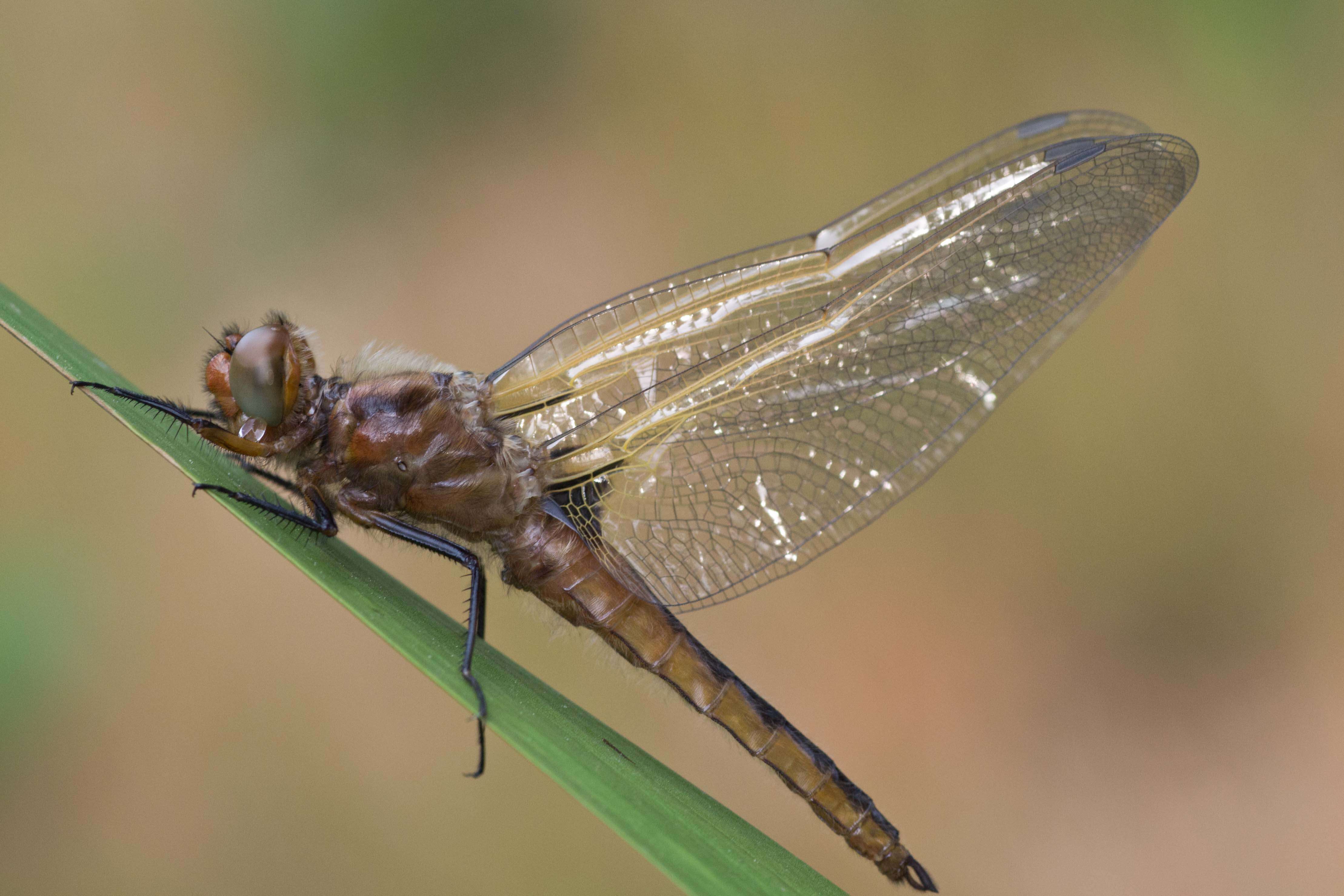 Image of Blue Chaser