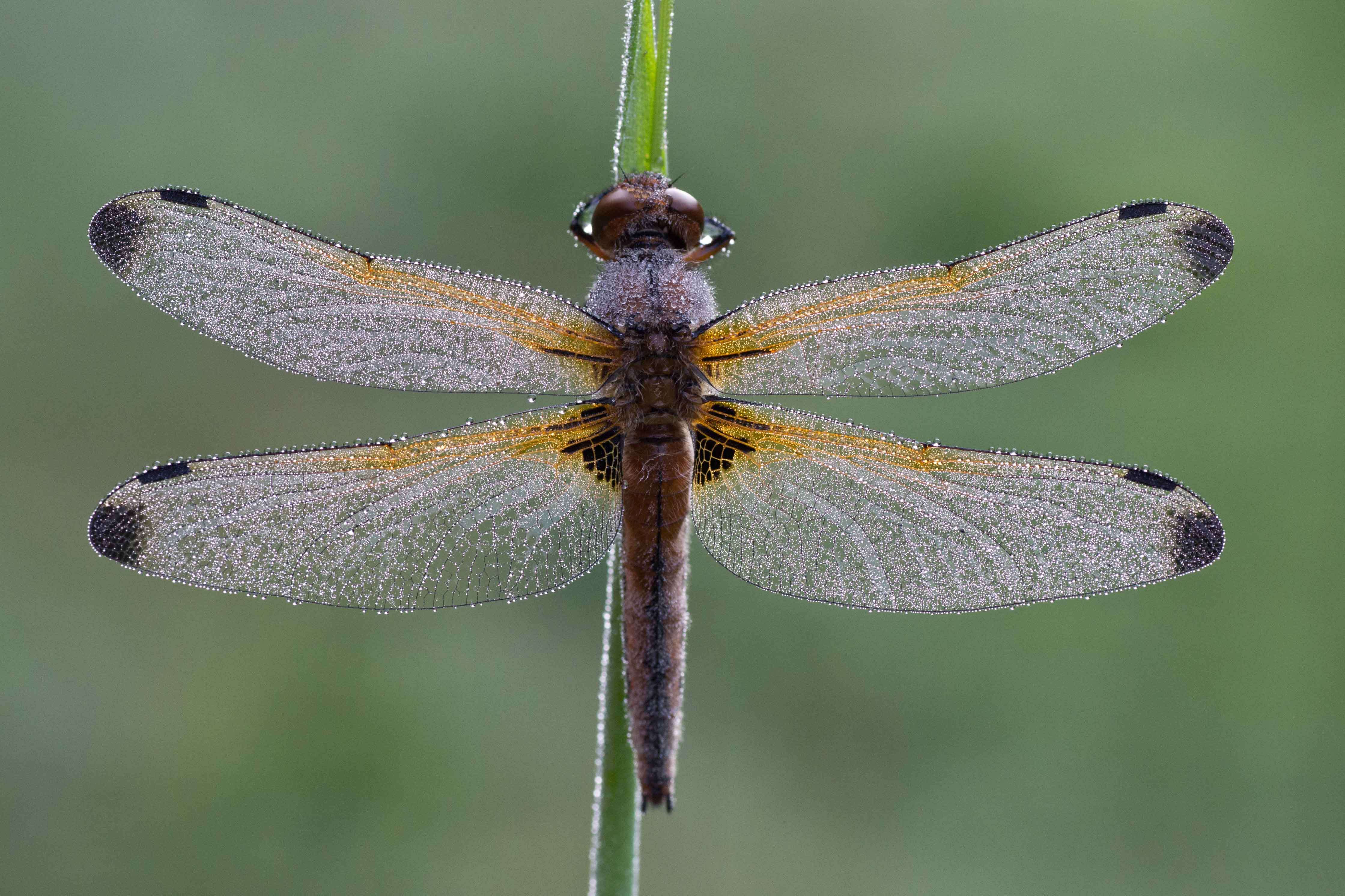 Image of Blue Chaser