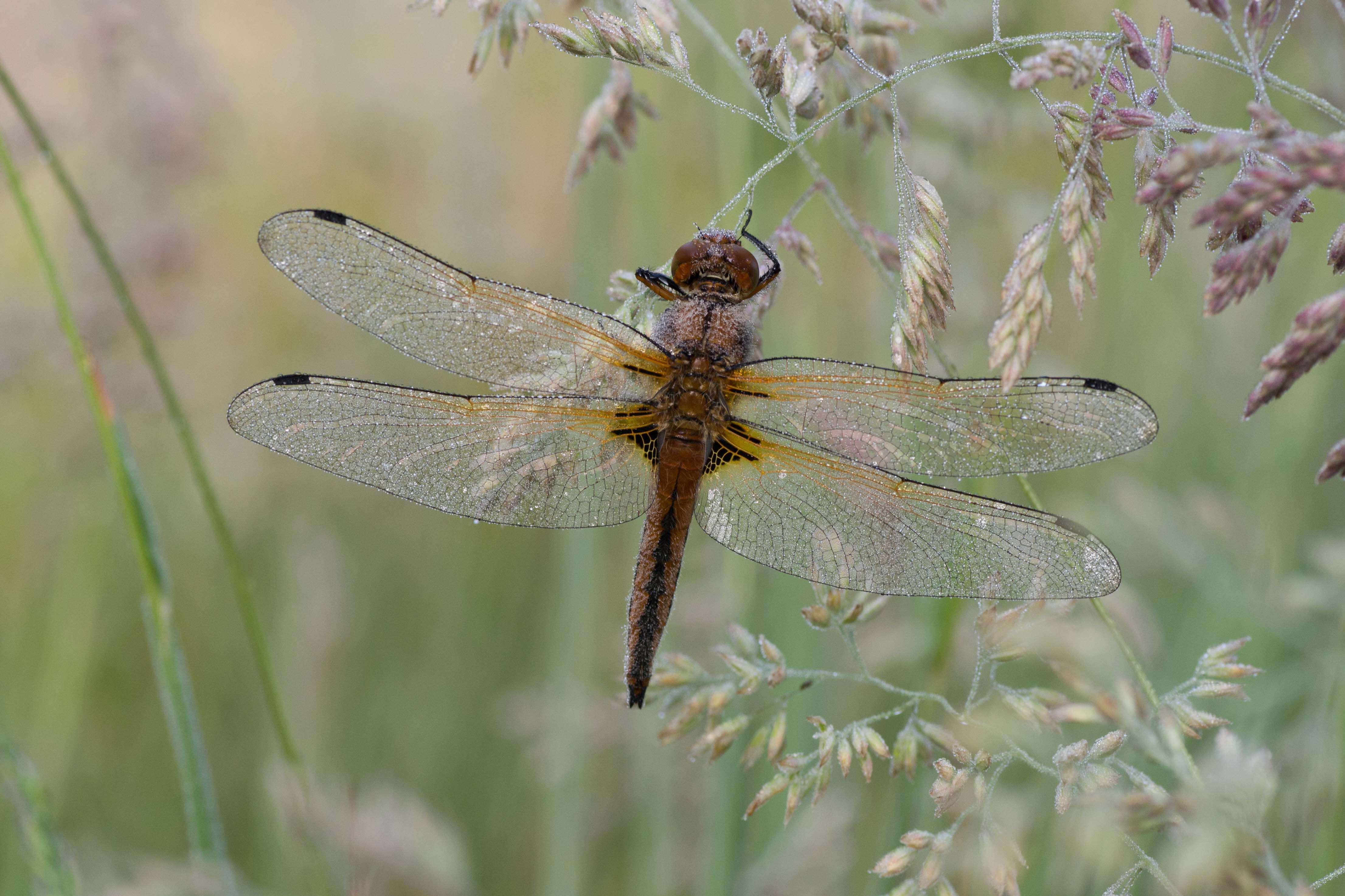 Image of Blue Chaser