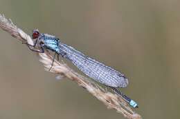 Image of red-eyed damselfly