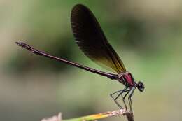 Image of Copper Demoiselle