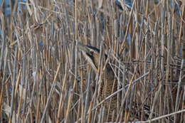 Image of great bittern, bittern