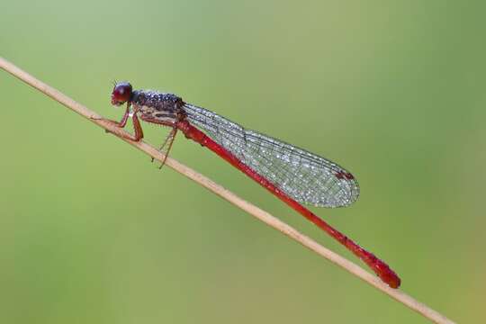 Image of small red damselfly