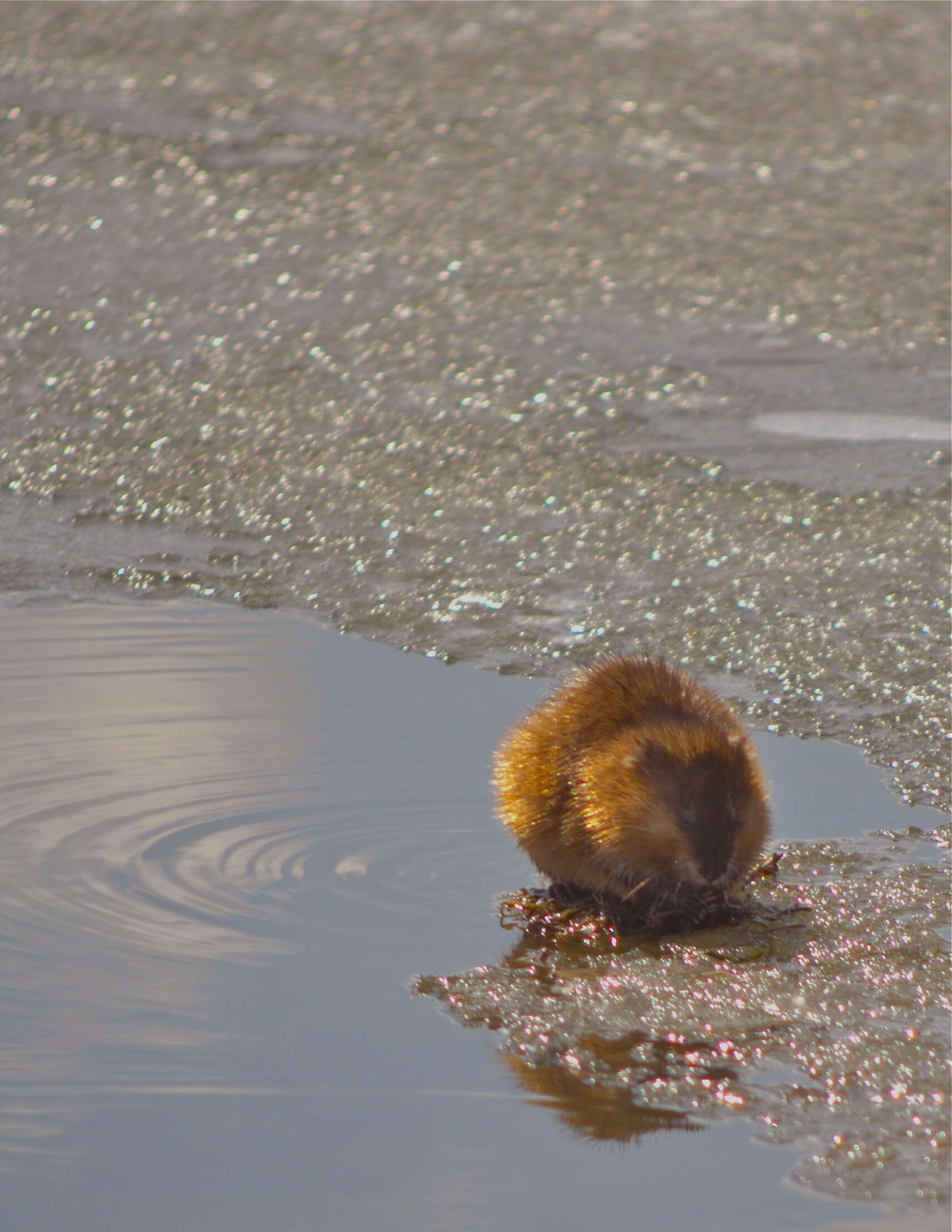 Image of muskrat