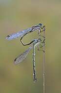 Image of Small Emerald Spreadwing