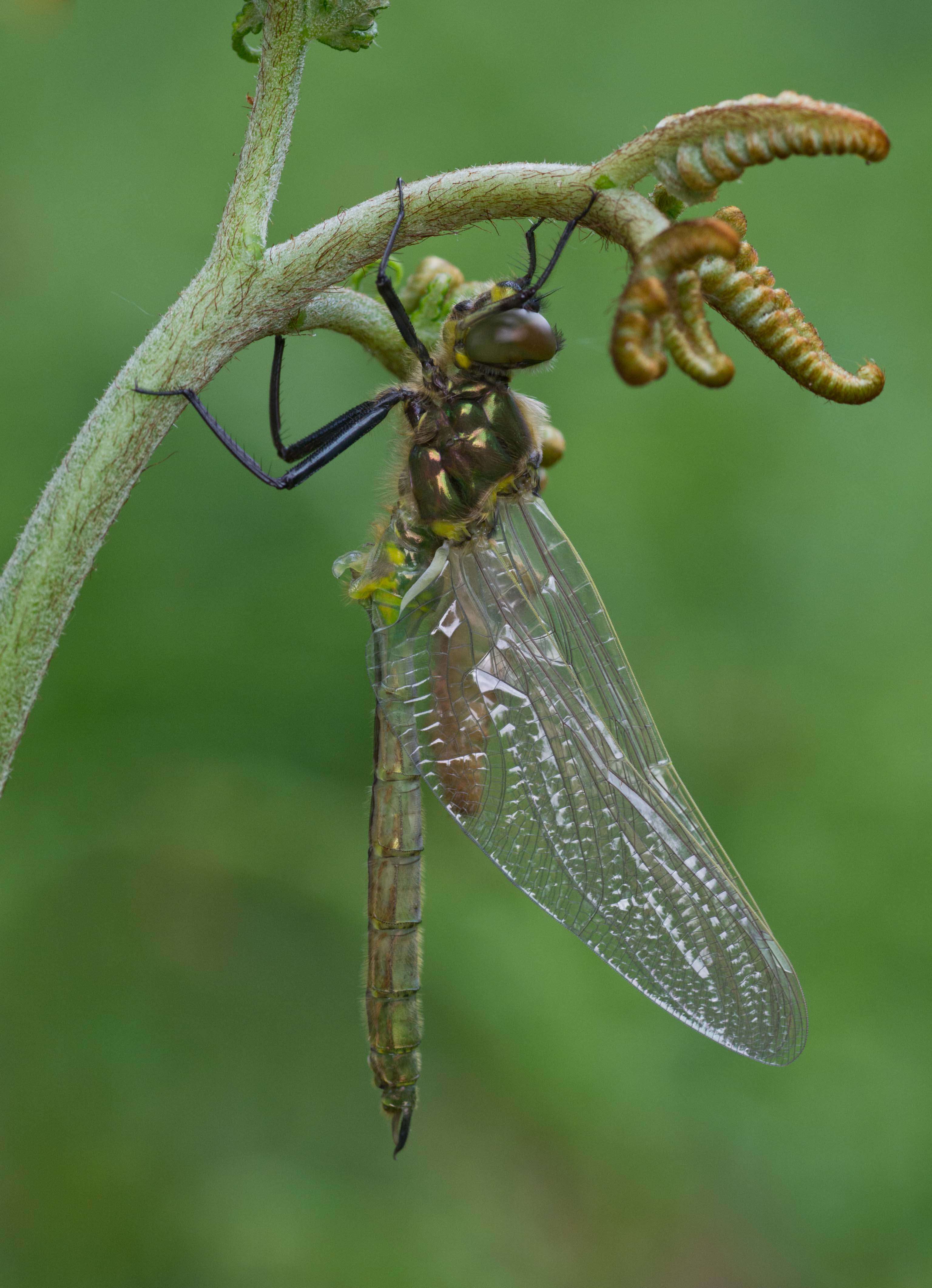 Imagem de Somatochlora metallica (Vander Linden 1825)