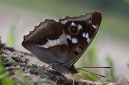 Imagem de Apatura iris Linnaeus 1758