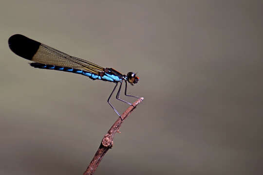 Image of Calocypha Fraser 1928