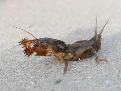 Image of European Mole Cricket