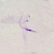 Image of Trypanosoma subgen. Schizotrypanum