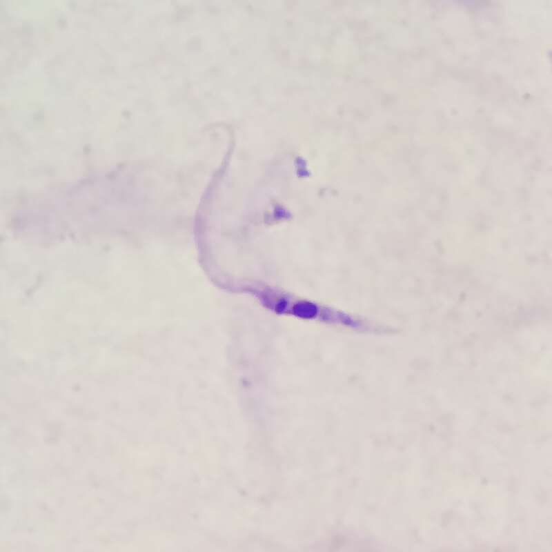 Слика од Trypanosoma subgen. Schizotrypanum