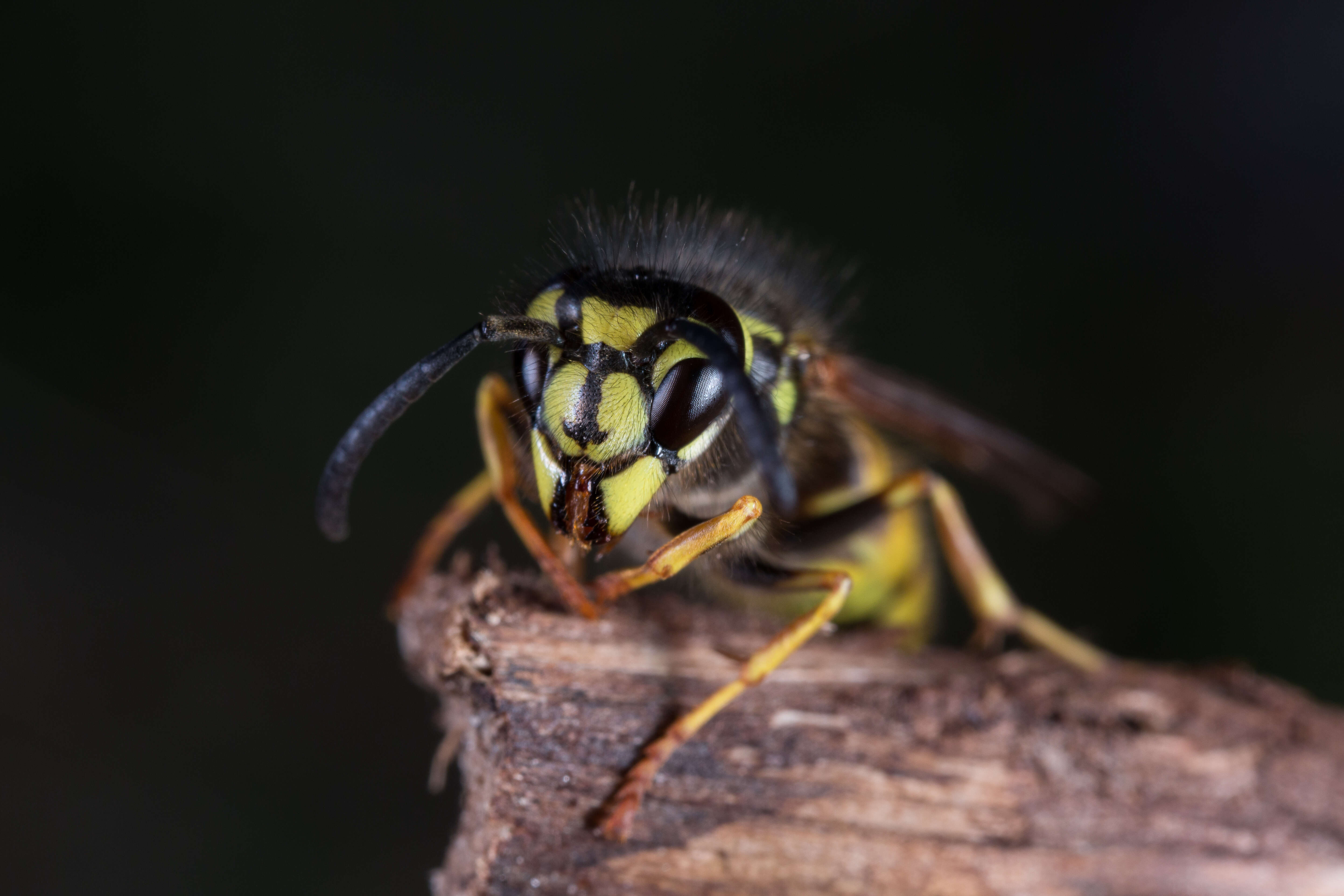 Image of Common wasp