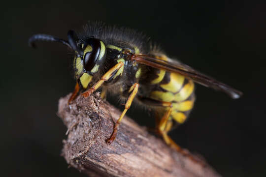 Image of Common wasp