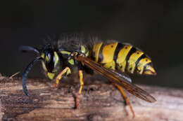 Image of Common wasp