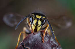 Image of Common wasp