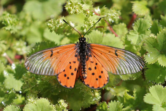 Image of Acraea horta Linnaeus 1764