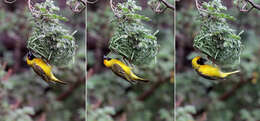 Image of African Masked Weaver