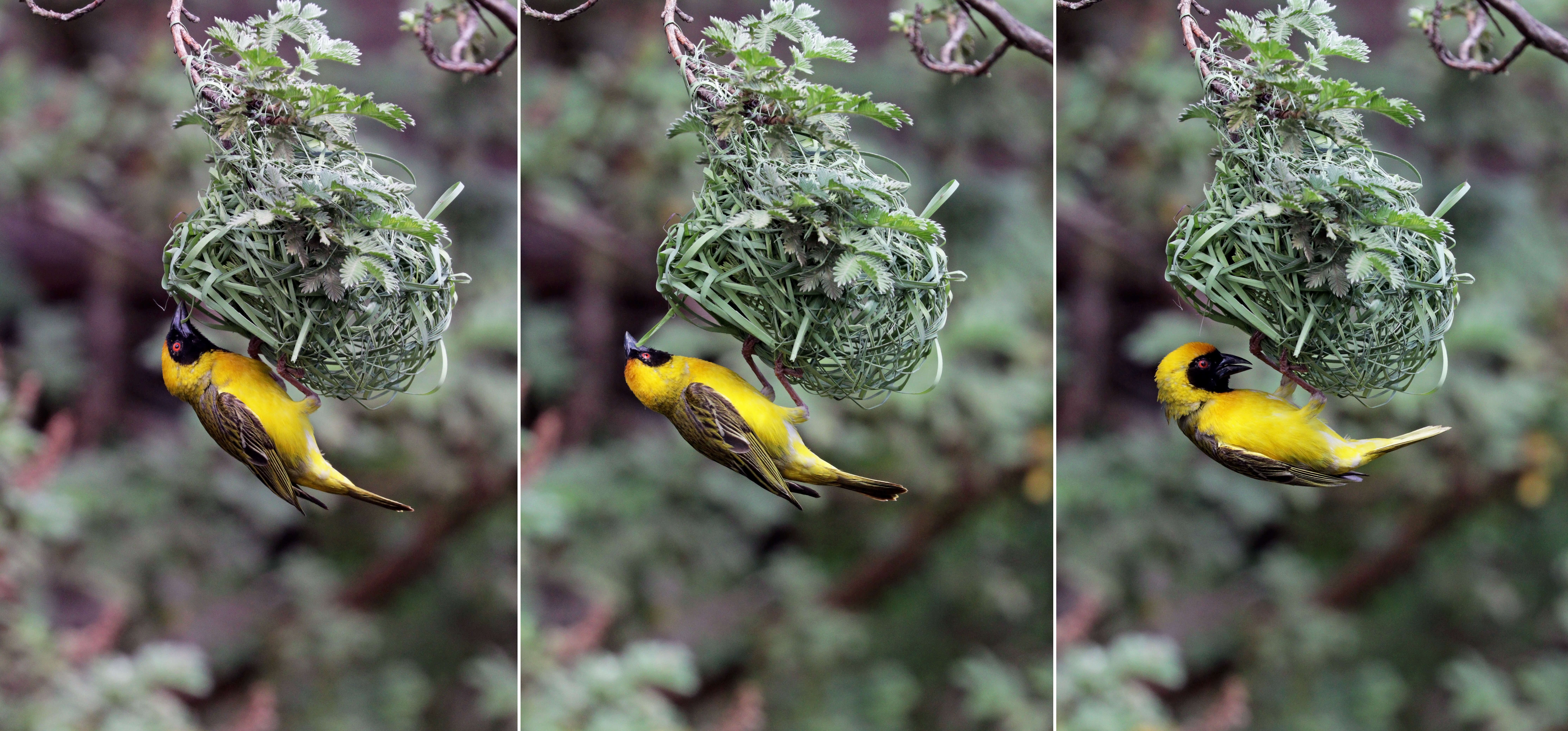 Image of African Masked Weaver