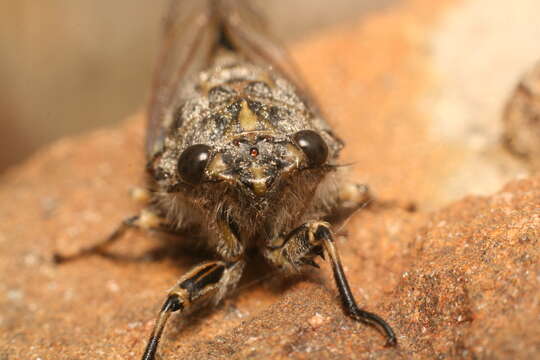 Image of chirping cicada