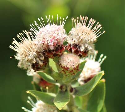 Image of Leucospermum bolusii Gand.