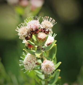 Image of Leucospermum bolusii Gand.