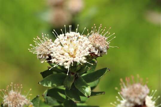 Image of Leucospermum bolusii Gand.