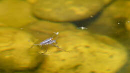 Image of Pond Skate