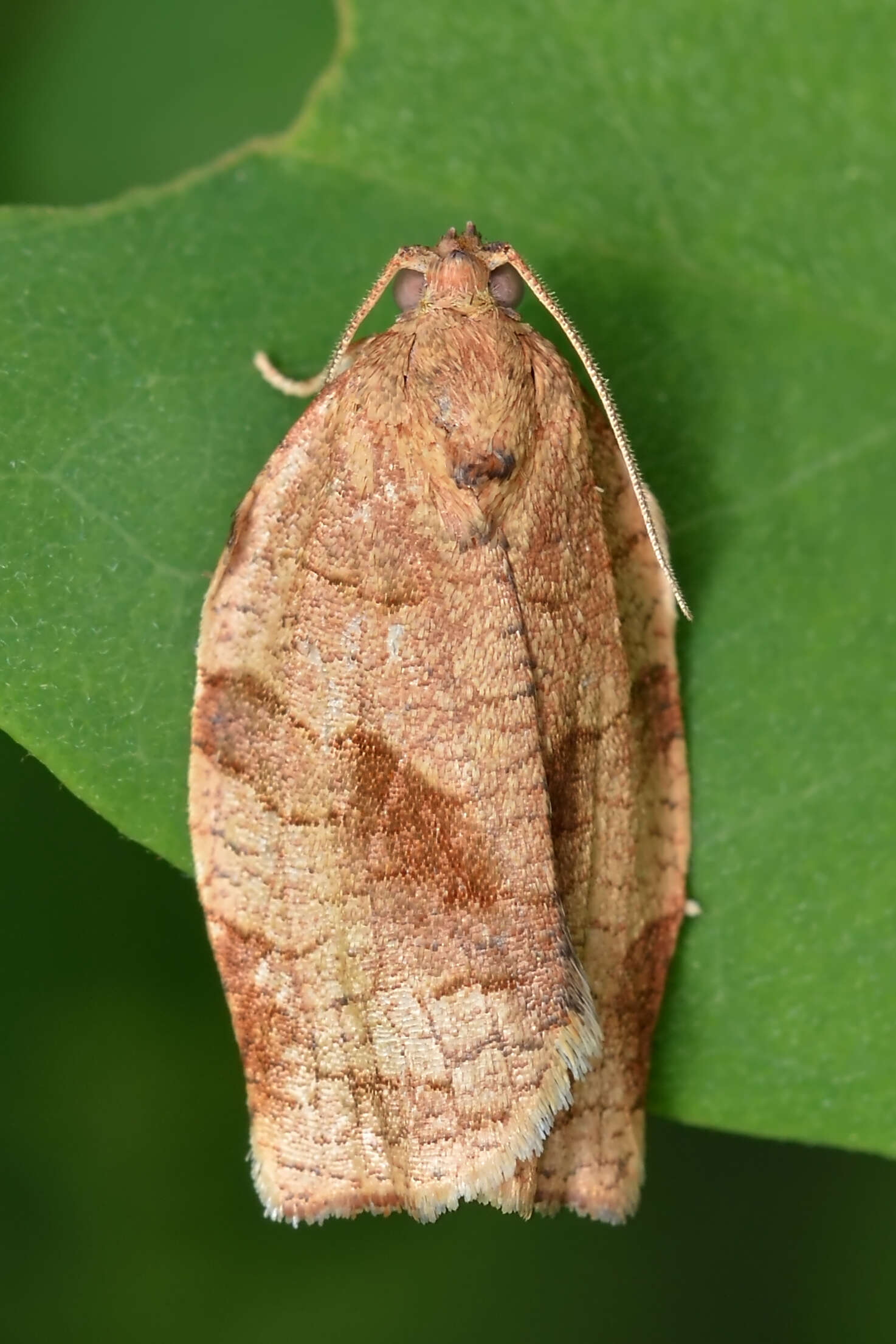 Image of Oblique-banded Leafroller