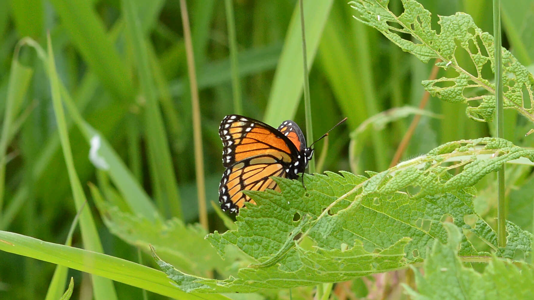 Image of Viceroy