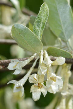 Image of autumn olive