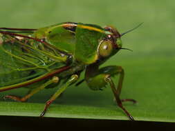 Image of snoring cicada