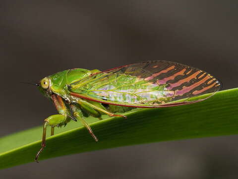 Image of snoring cicada