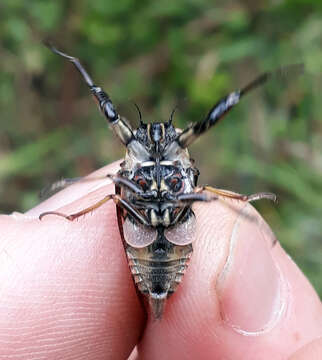 Image of Chatham Island cicada