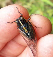 Image of Chatham Island cicada