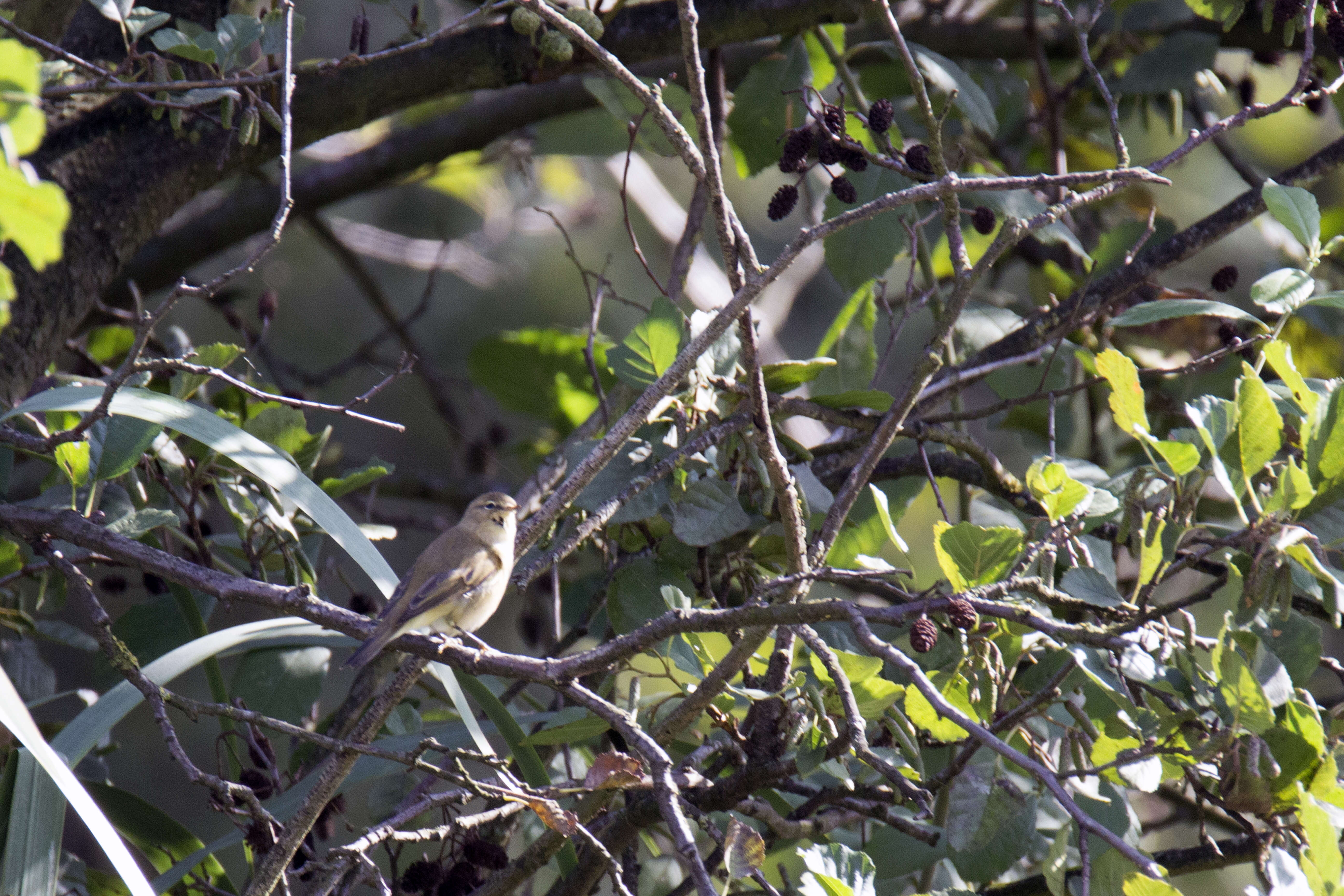 Image of Willow Warbler