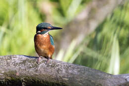 Image of Common Kingfisher