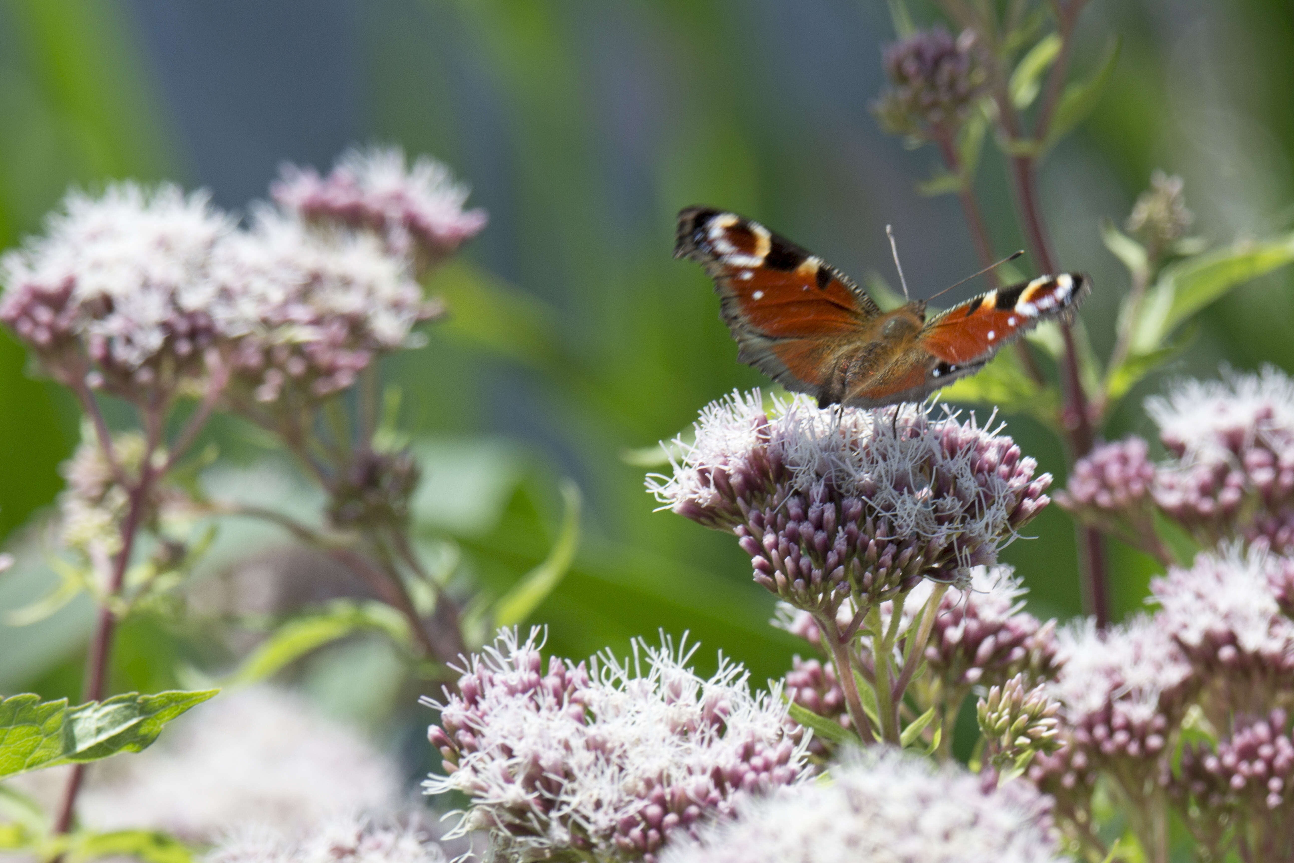 Image of hemp agrimony